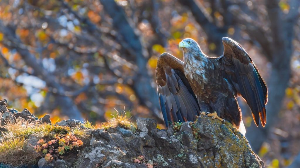 white-tailed eagle, eagle, bird, animal, feathers, plumage, birds of prey, predator, wildlife, nature, raptor